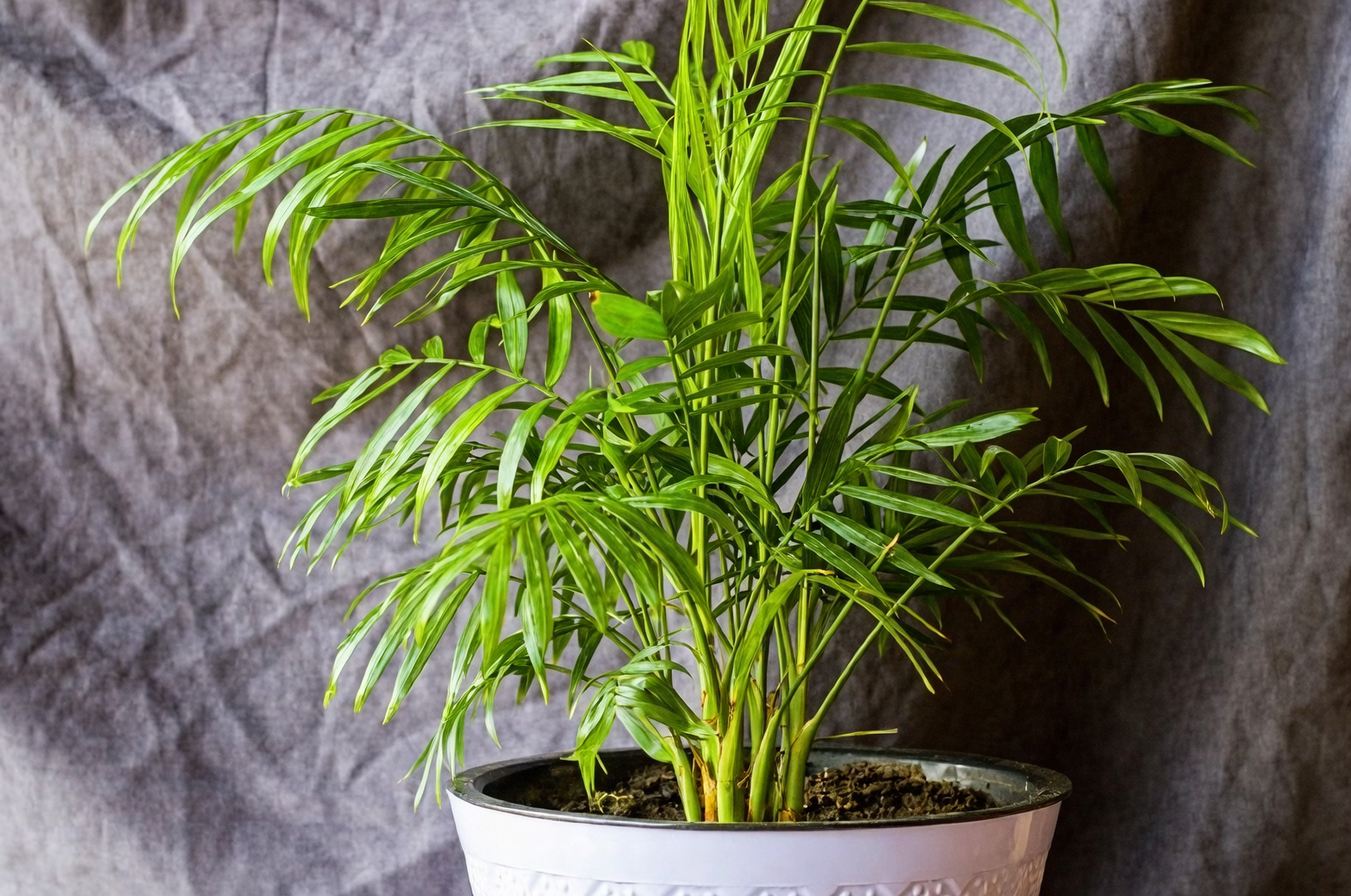 areca palm air purifier effect
