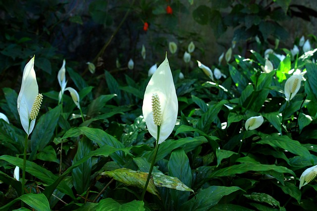 peace lily and areca palm contrast