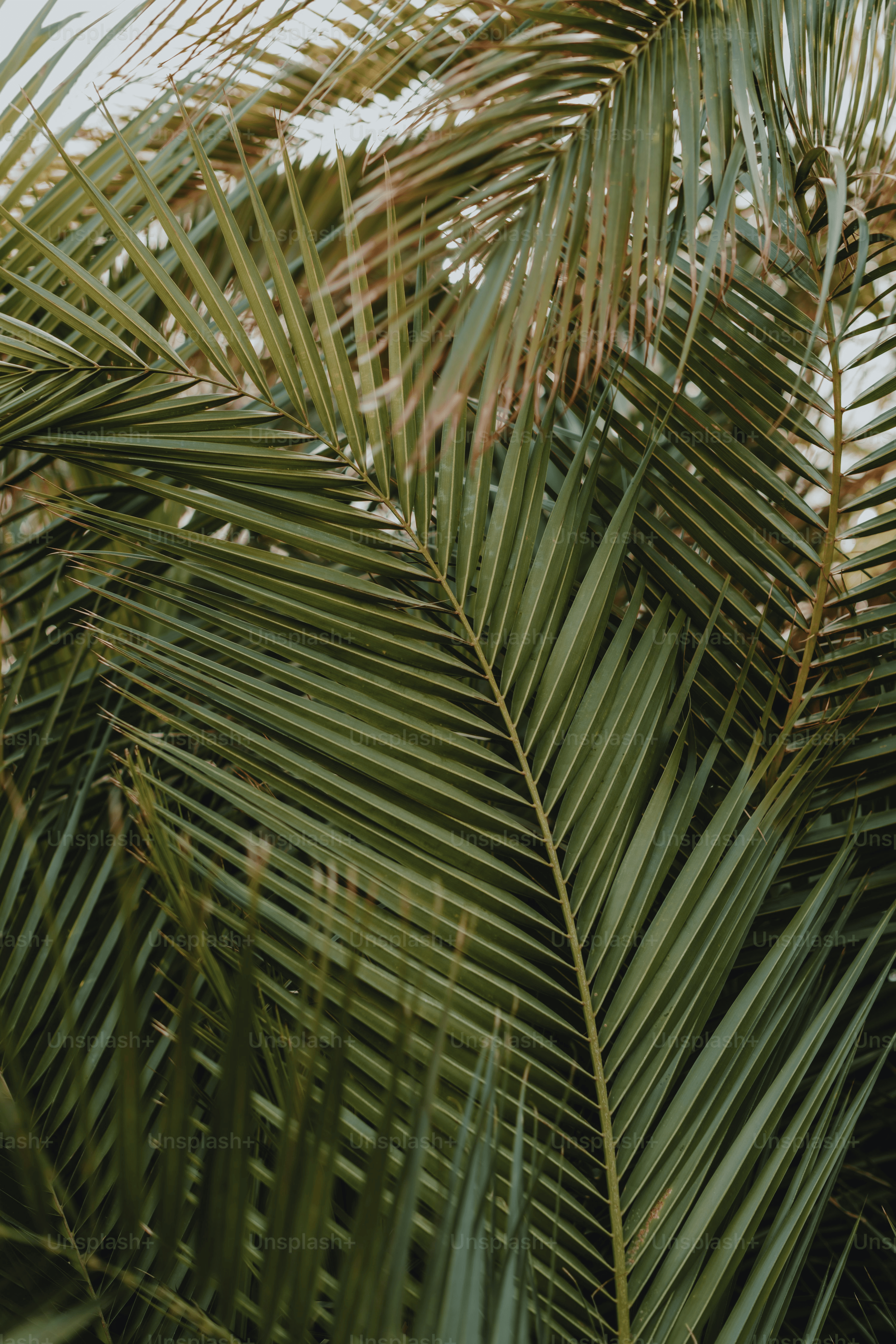 pothos trailing with areca palm
