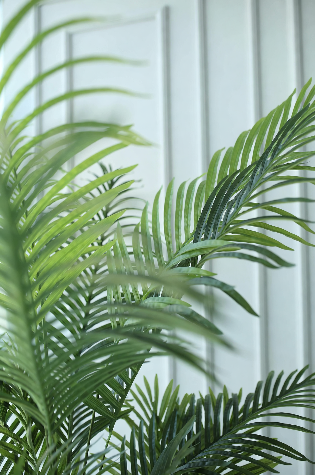 calathea leaves with areca palm