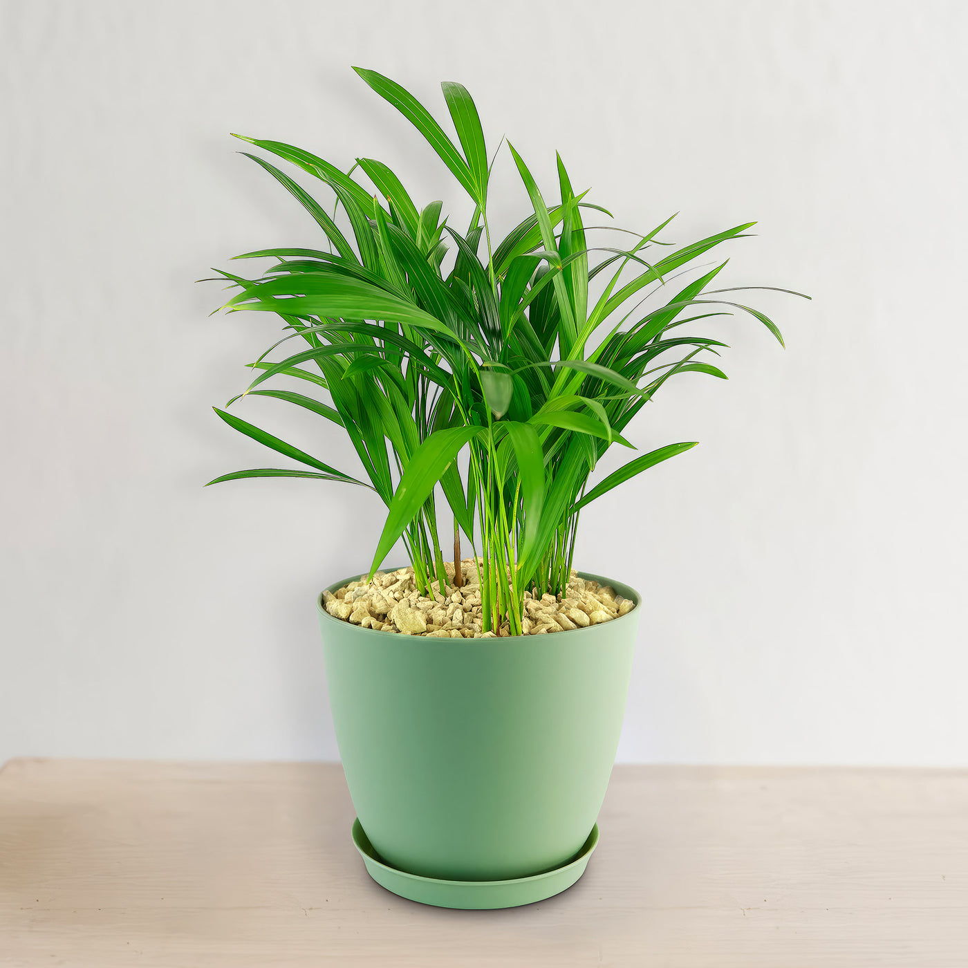 天然增湿器：散尾葵的神奇蒸腾能力揭秘