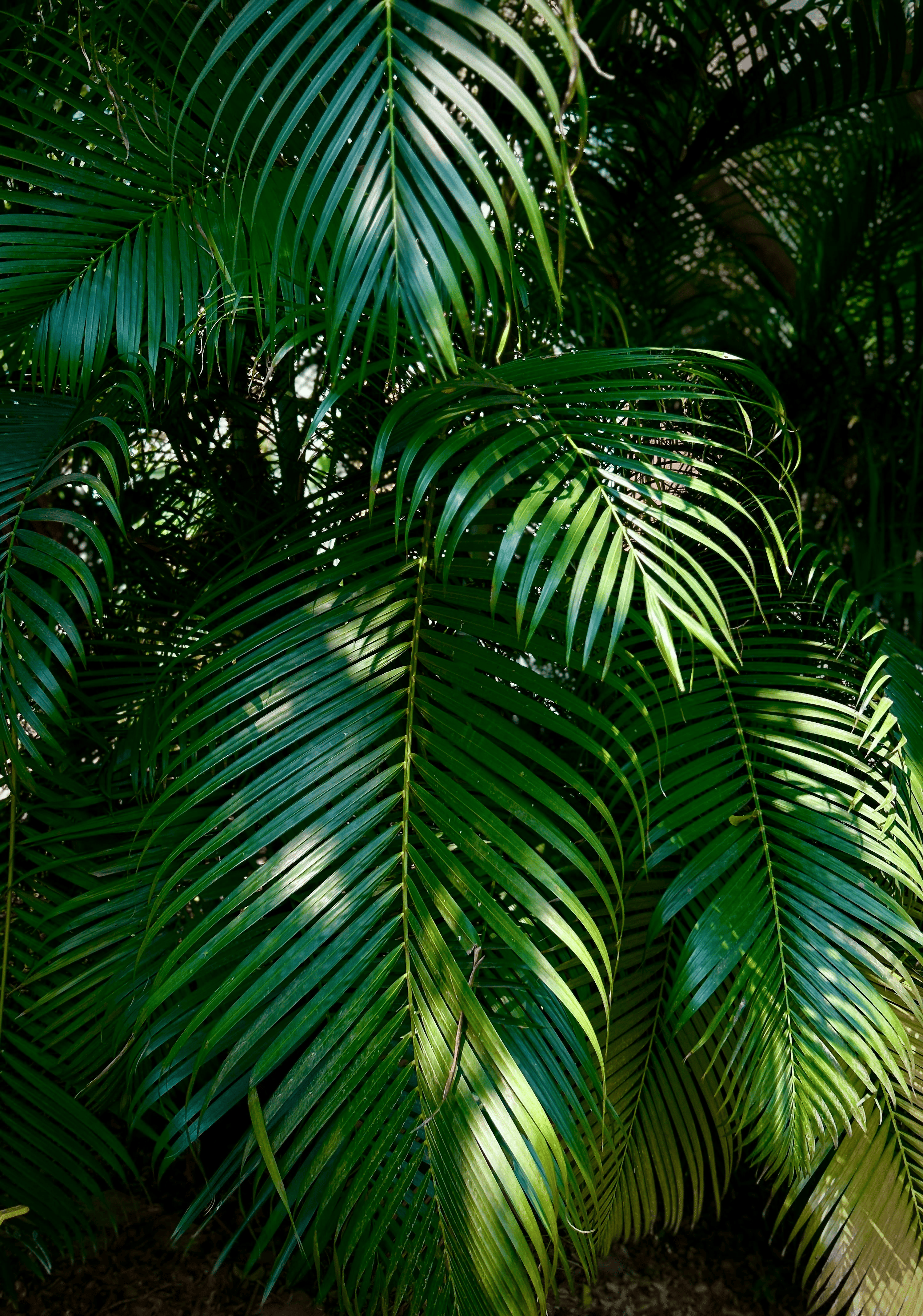 areca palm leaves close-up