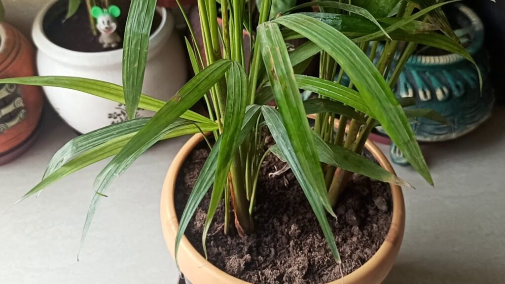 areca palm water transpiration
