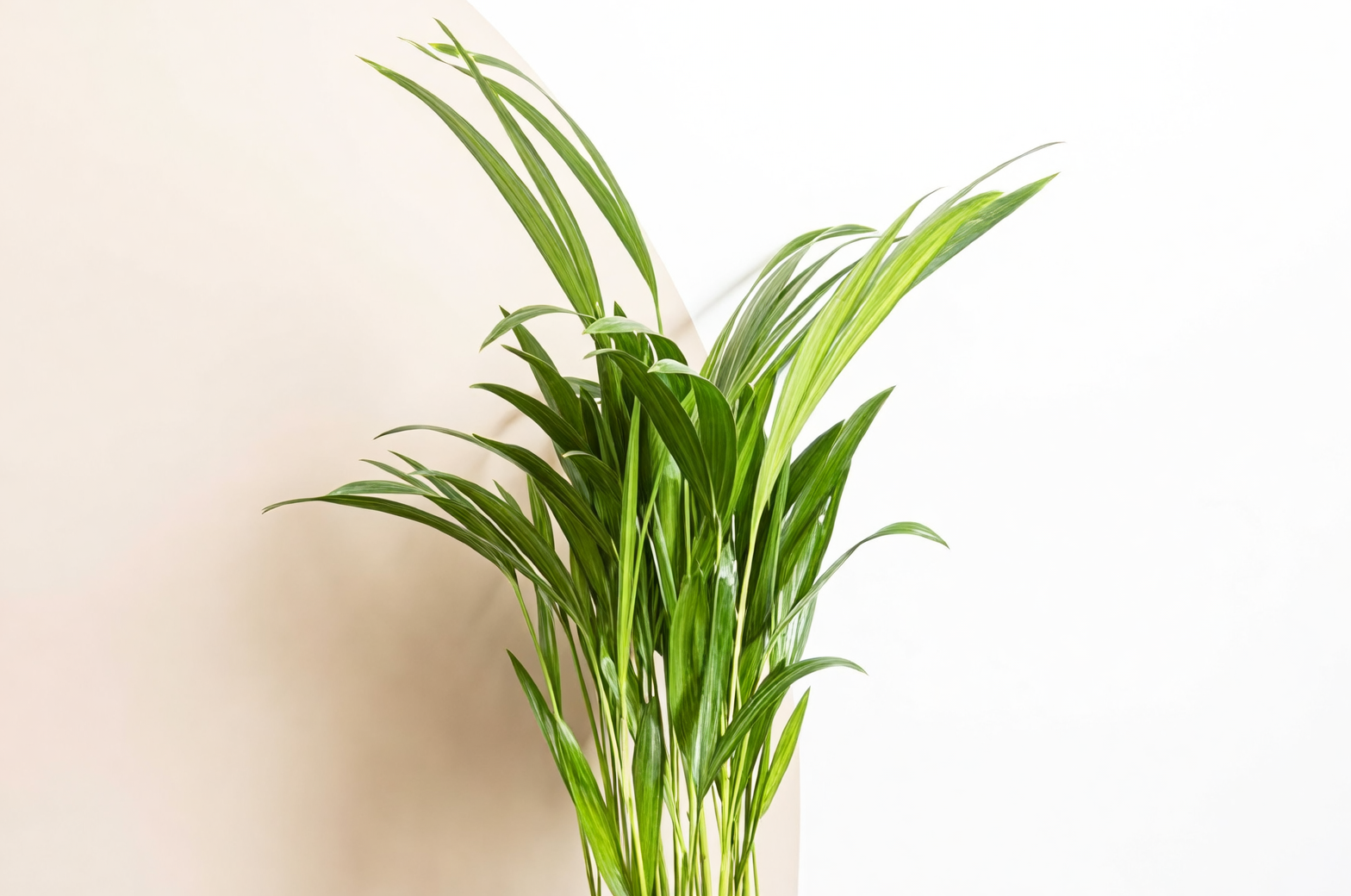 areca palm care tips