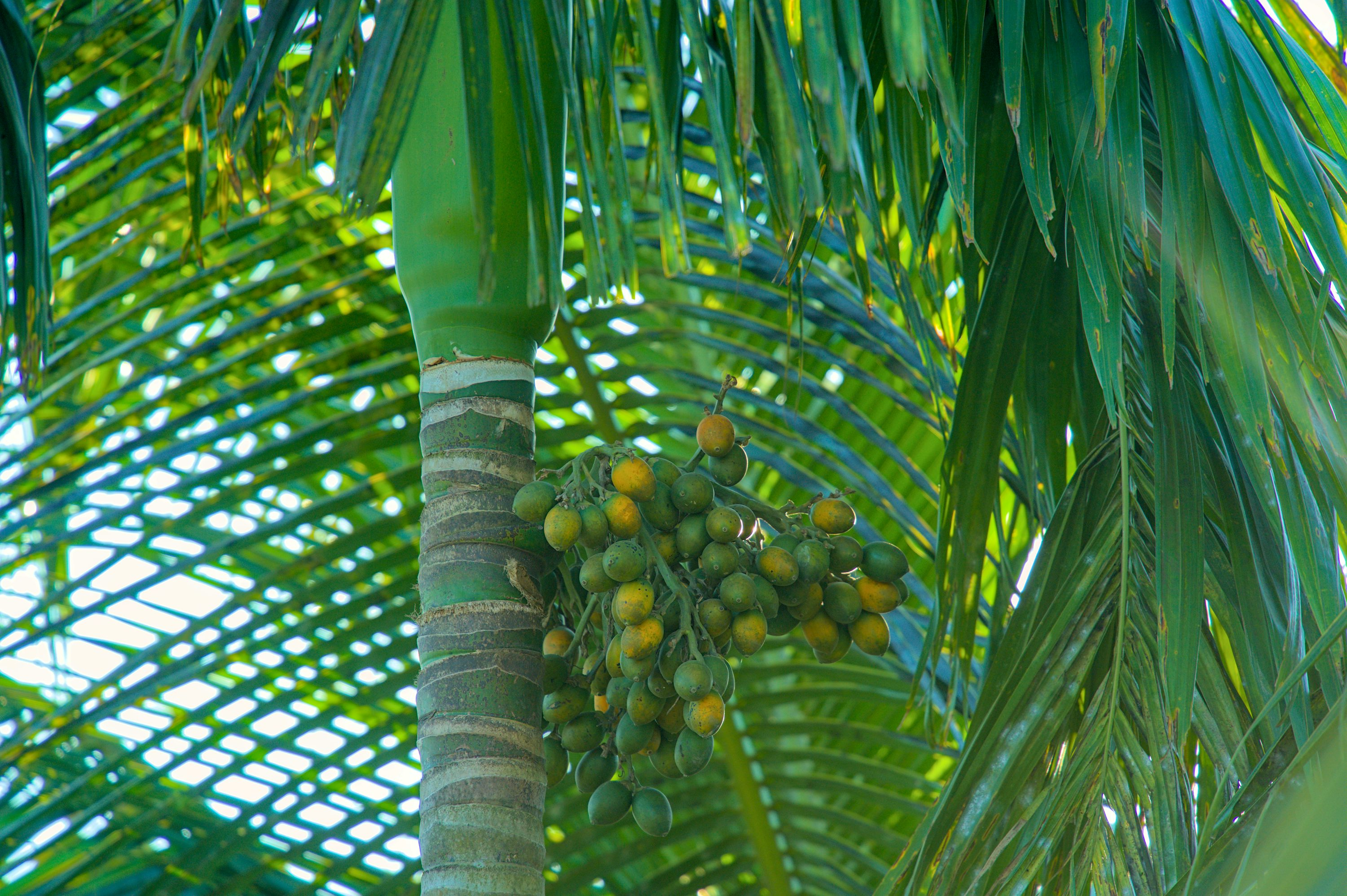 areca palm yellow flowers