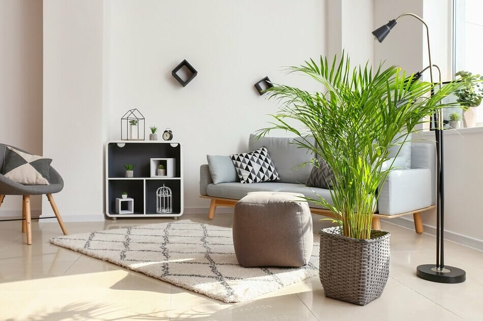 areca palm feng shui placement