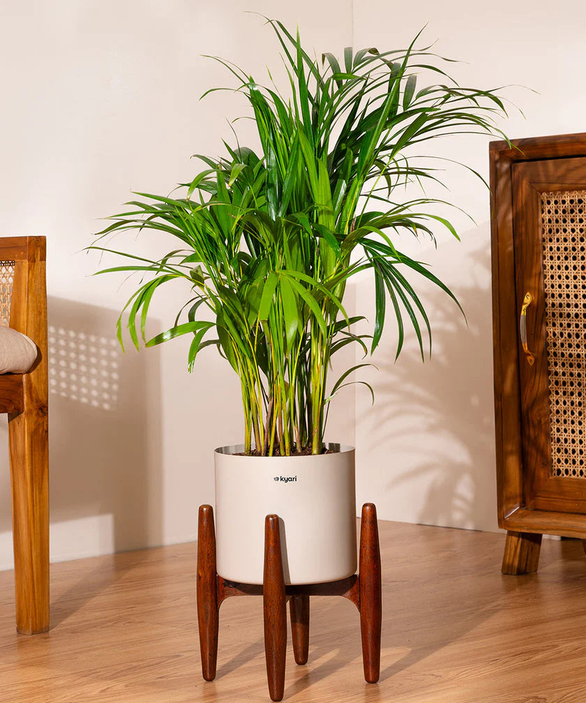 areca palm bedroom corner