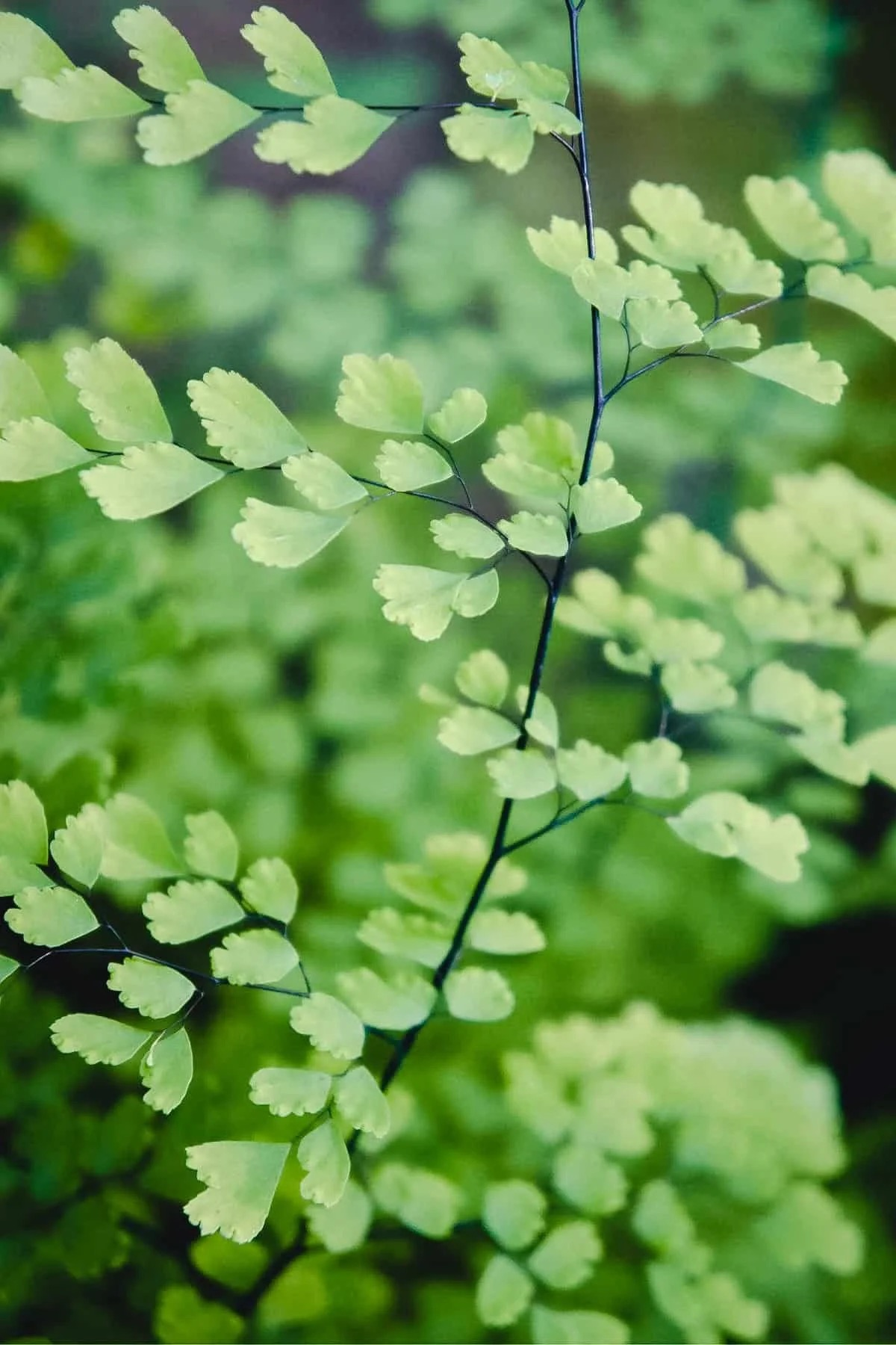Primo piano delle foglie della felce capelvenere