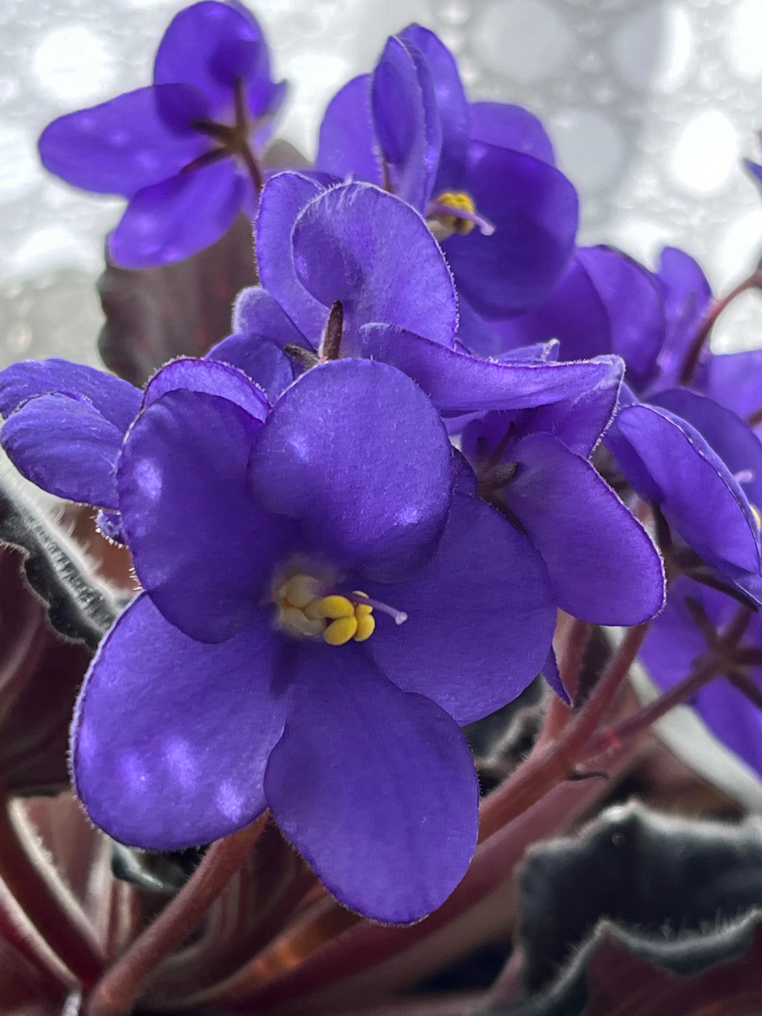 Wild African violets in Udzungwa Mountains