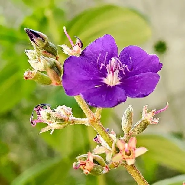 pink princess philodendron care tips