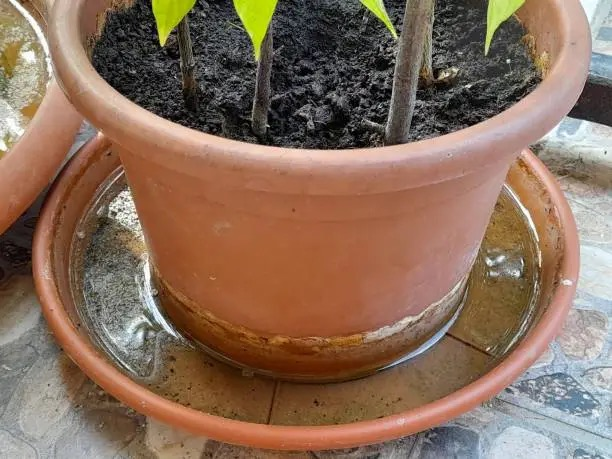 plant pot in water basin