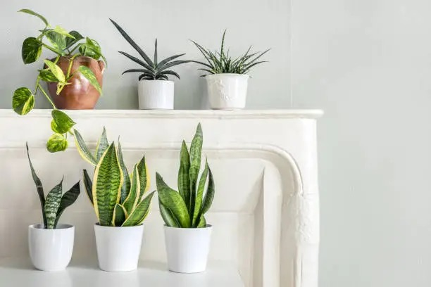 Gift of Resilience: Unraveling the Symbolism of the Snake Plant