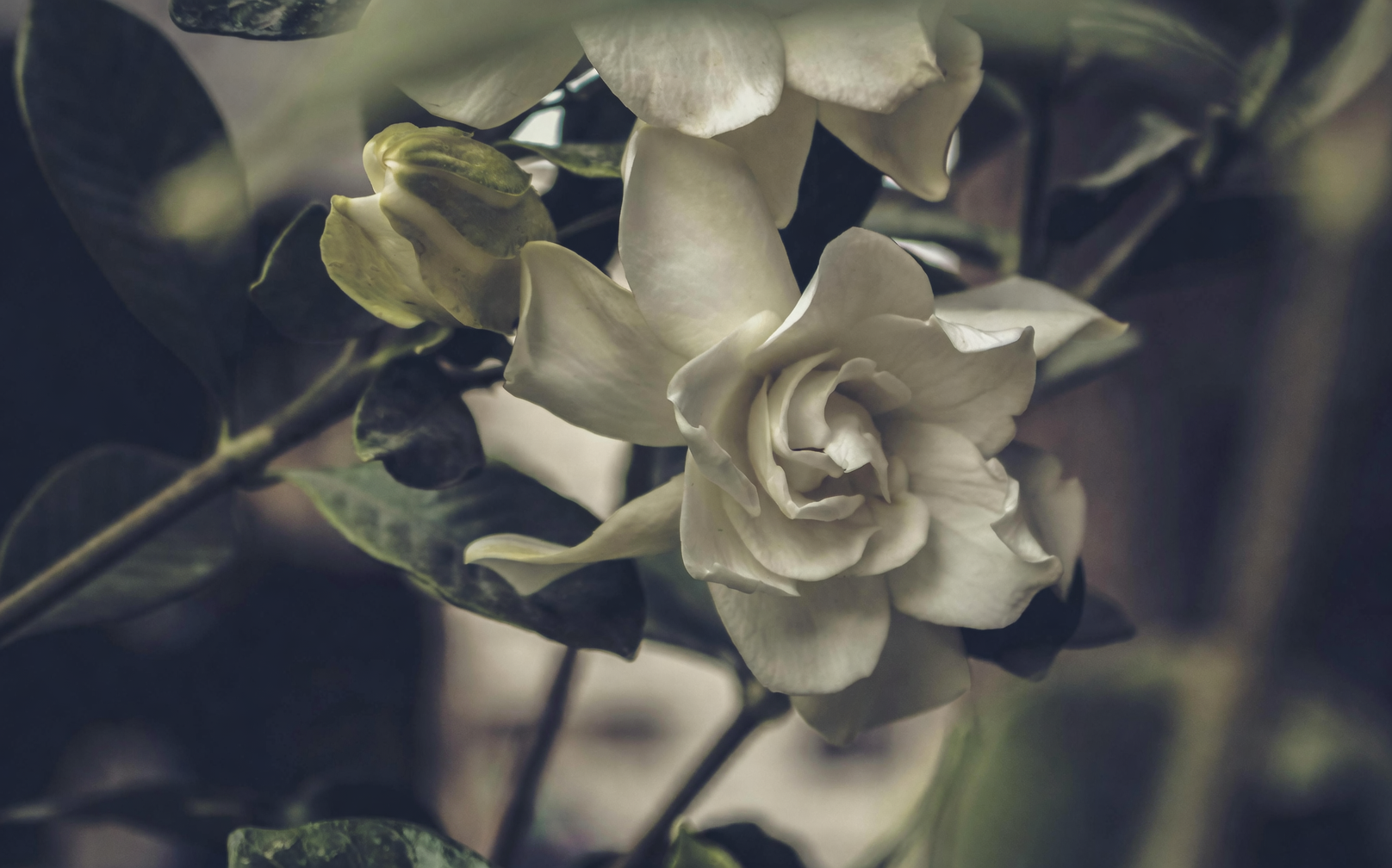 gardenia yellowing petals