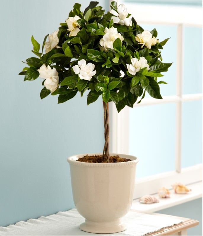 gardenia care indoor pot