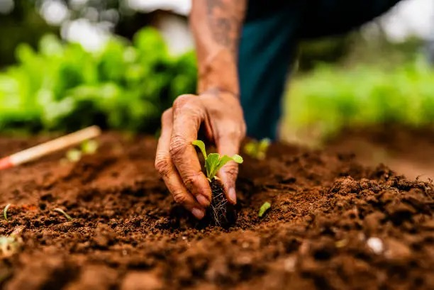 plant roots in soil close-up