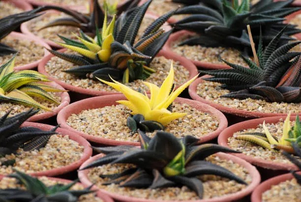 zebra haworthia propagation pups