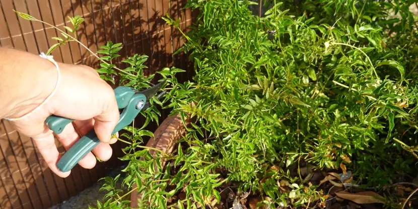 pruning frostbitten plant