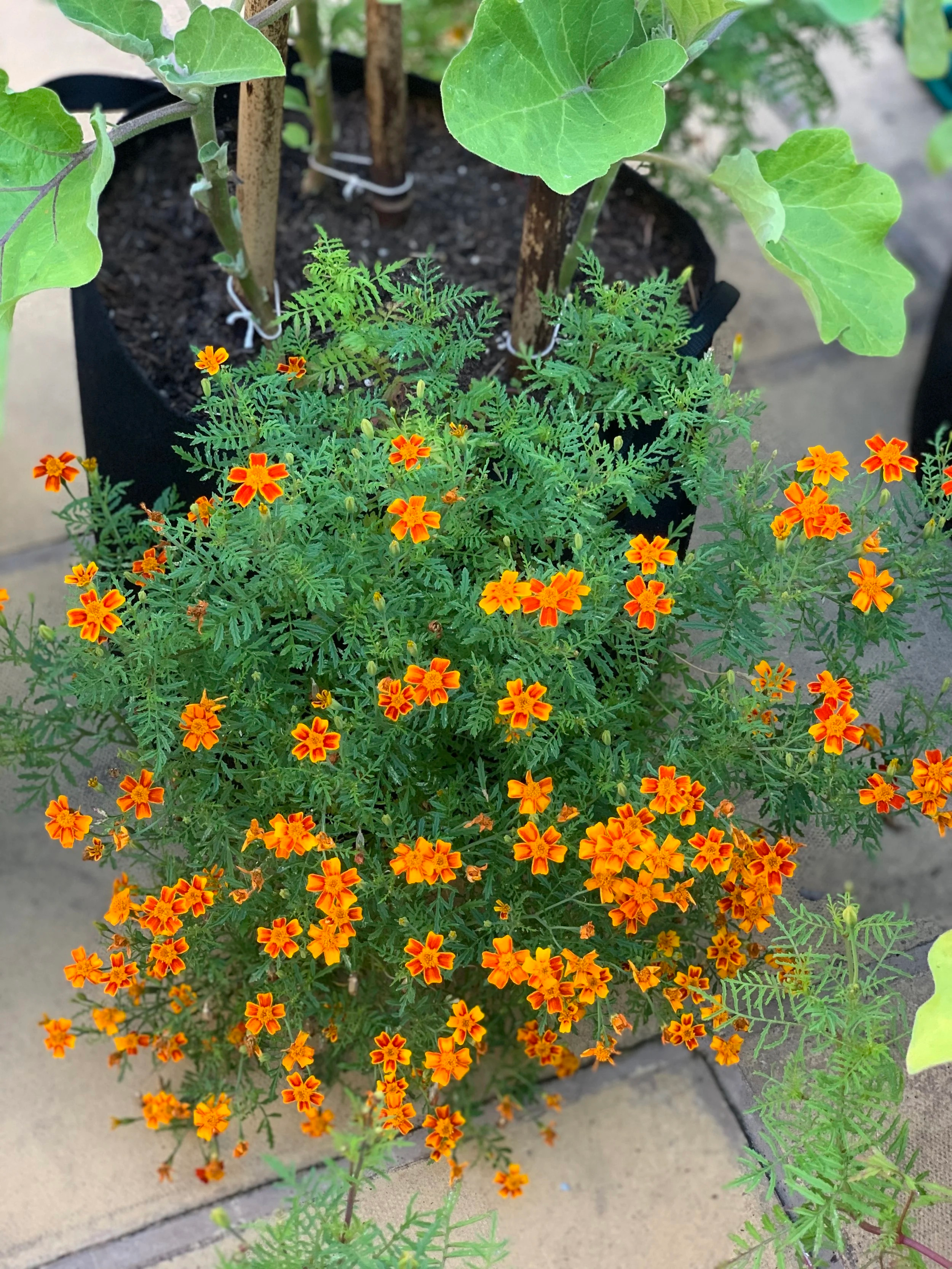 ladybugs on marigold plant