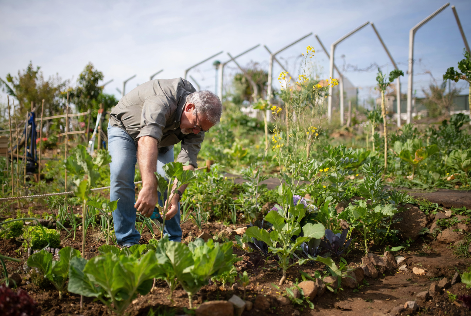 garden netting over plants