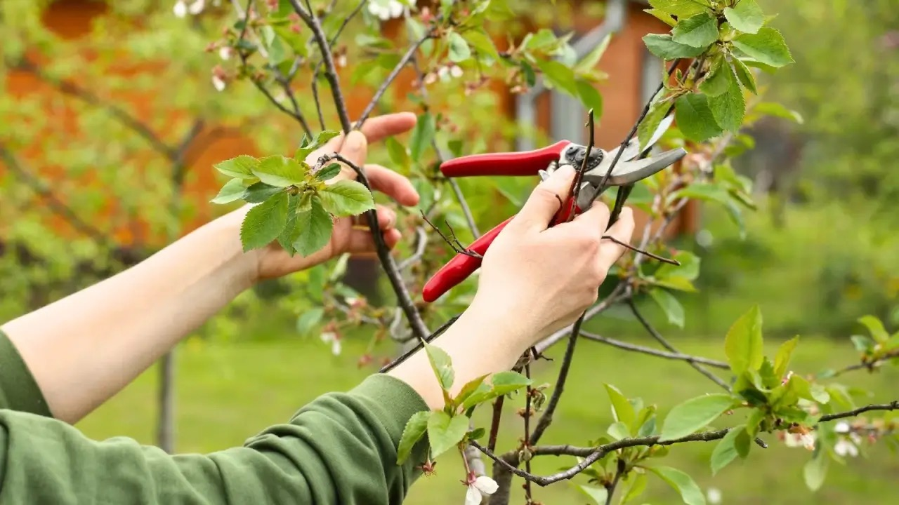 flowering tree light pruning