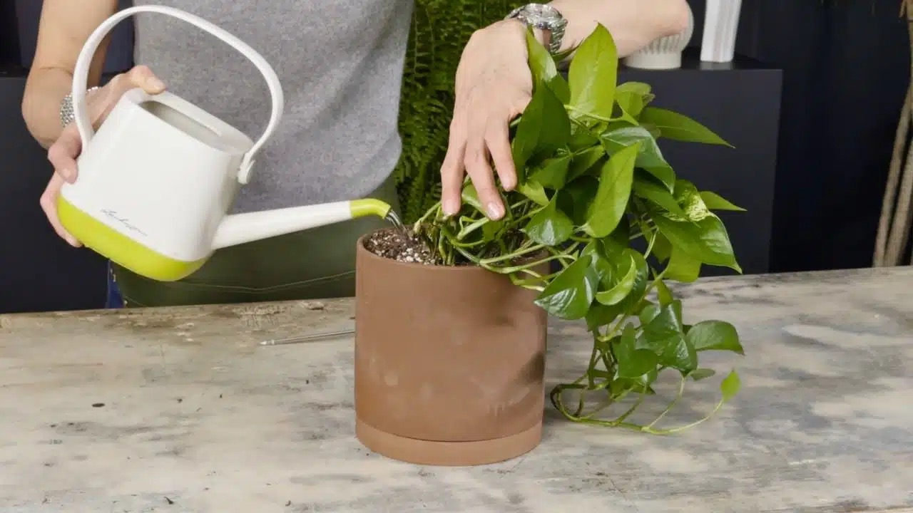 watering pothos plant