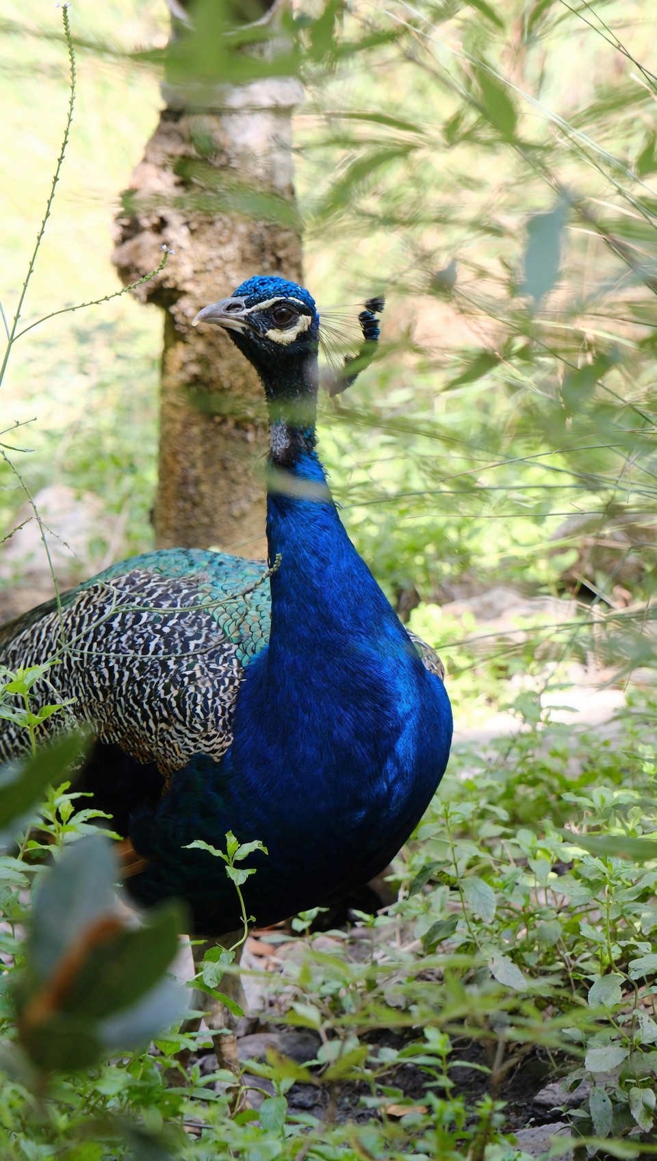 peacock plant nyctinasty movement