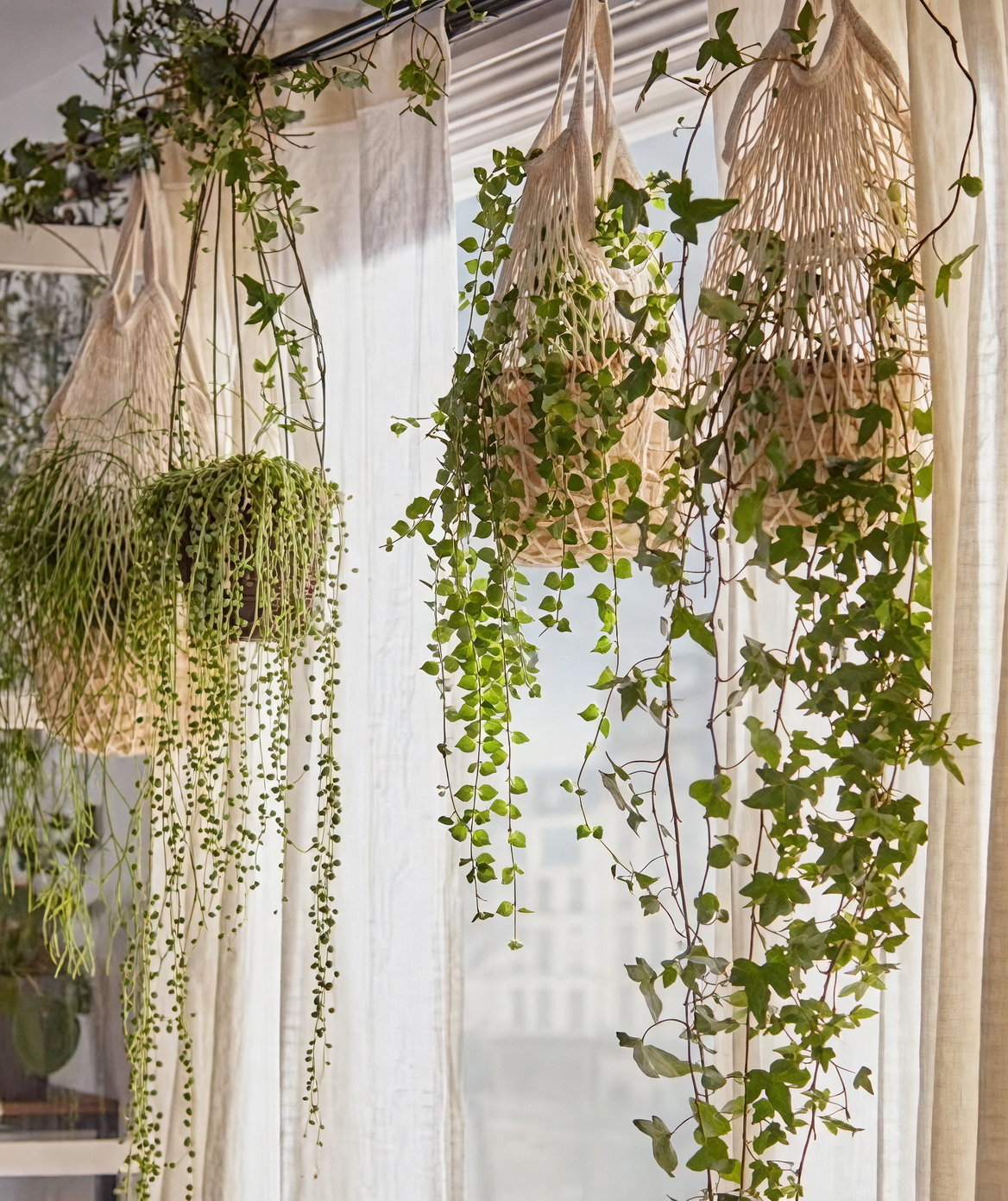 hanging plants from curtain rod