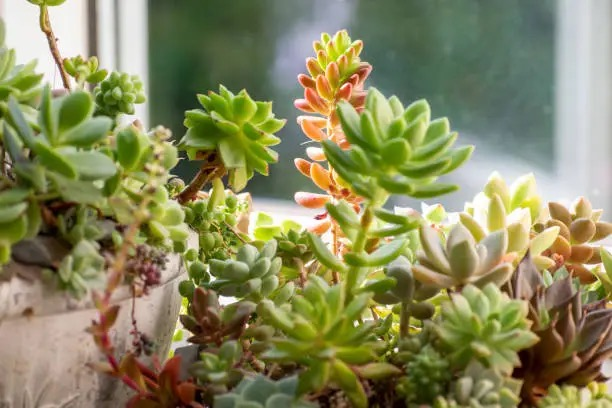 Keep Your Plants Happy While You Holiday: Smart Summer Watering Solutions