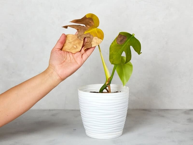 The Battle of Moisture: Humidifiers vs. Misting for Happy Houseplants in Dry Winters