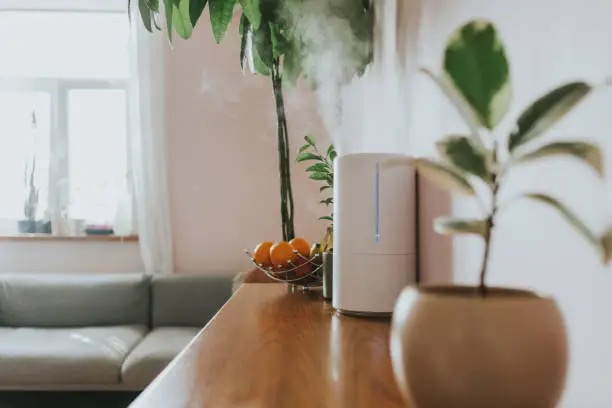 indoor plant collection with humidifier