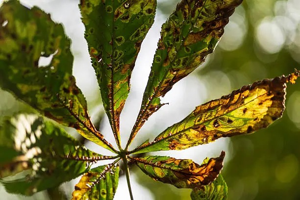 monstera leaf spot disease