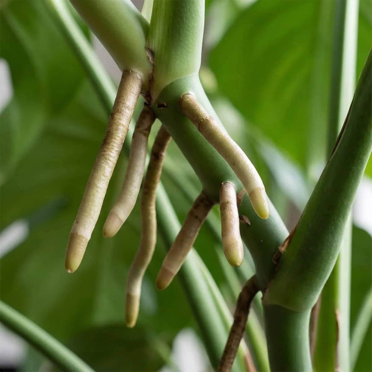monstera aerial roots close-up