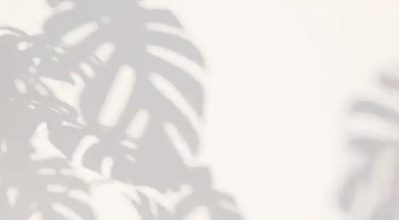 monstera in bright indirect light