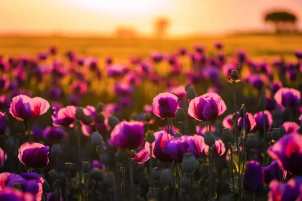 Defense Strategies: Tackling Pests and Diseases of the Opium Poppy