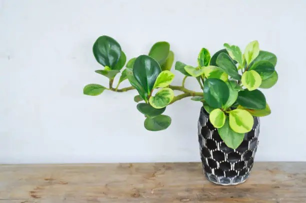 peperomia obtusifolia close-up