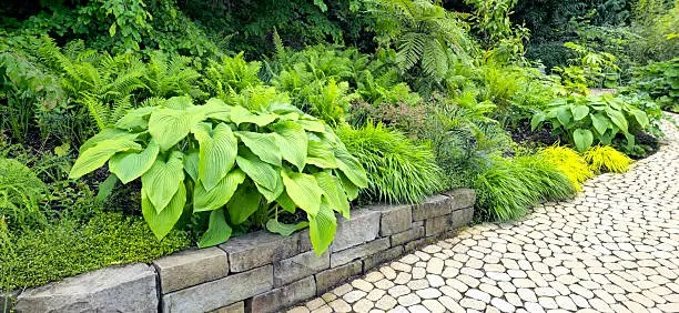 fern and hosta garden