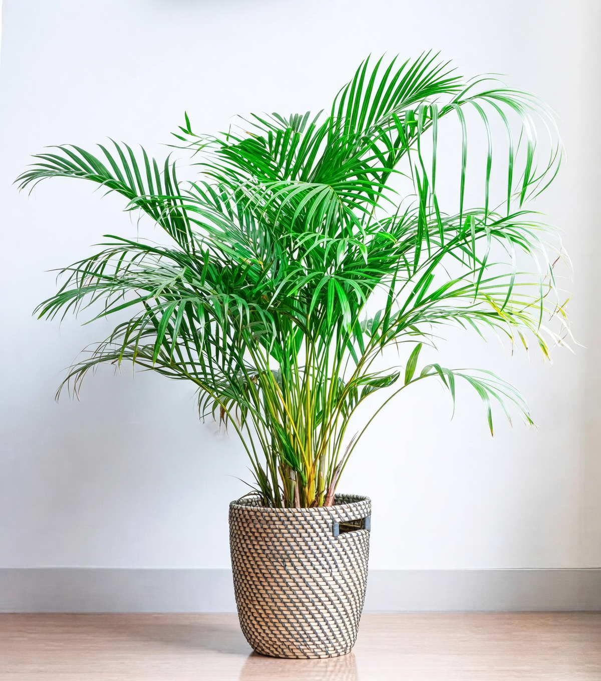 areca palm living room decor