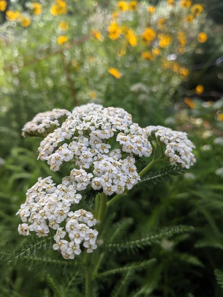 Yarrow Secrets: Unexpected Facts and Phenomena