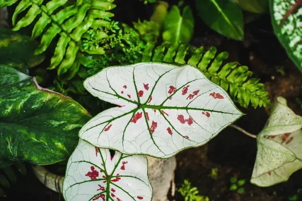 The Secret to Thriving Caladiums: A Watering and Light Guide for Vivid Leaves