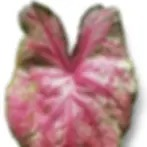 caladium with humidifier nearby