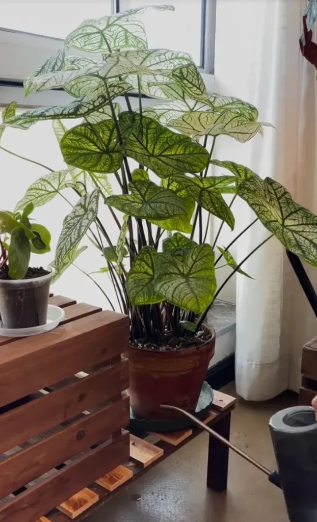 Caladium indoor pot setup