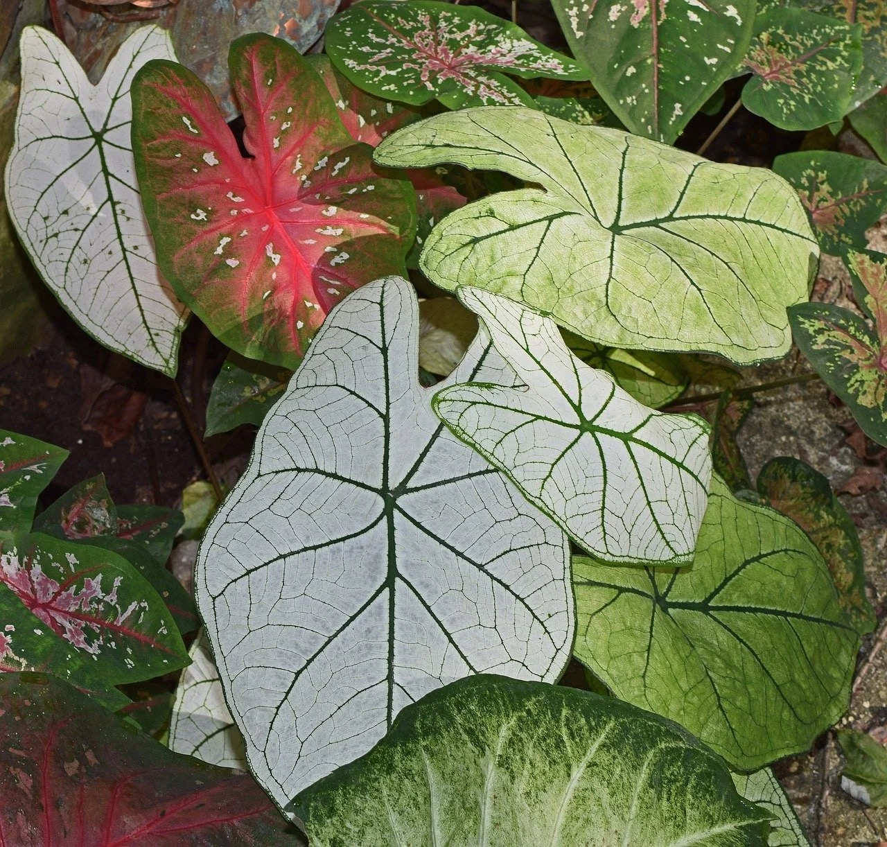 Caladium in partial shade