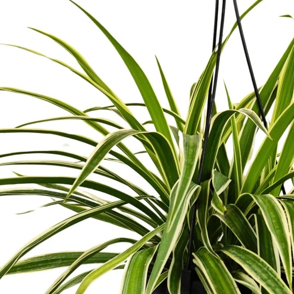 spider plant in hanging pot