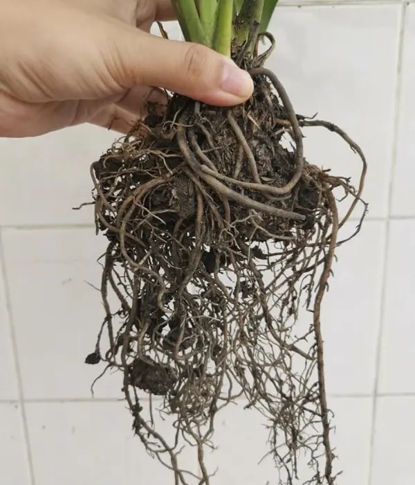 peace lily root rot