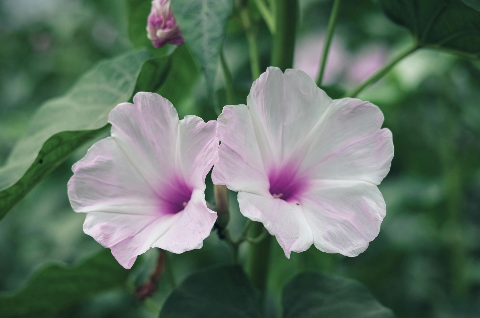 Morning Glory Marvels: Fun Facts You Probably Didn’t Know!