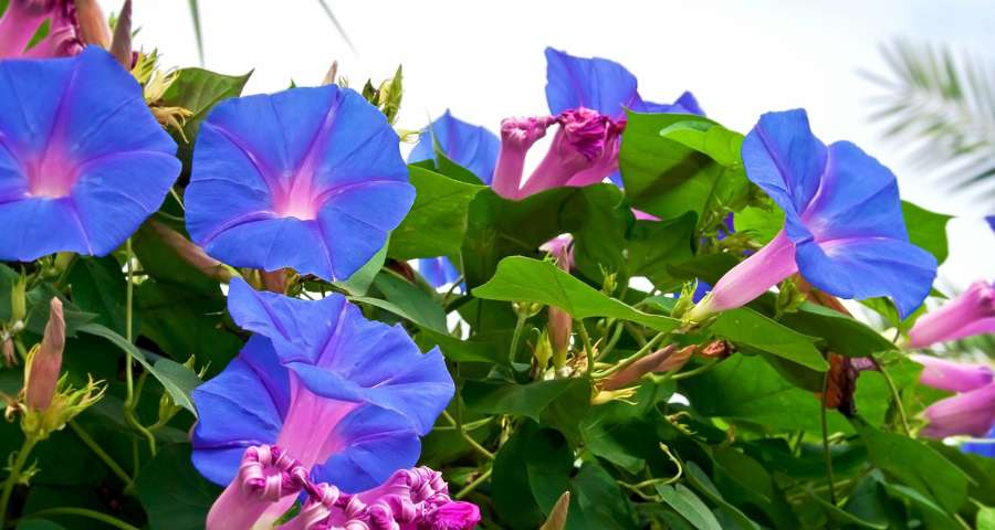 morning glory blooming in sunlight