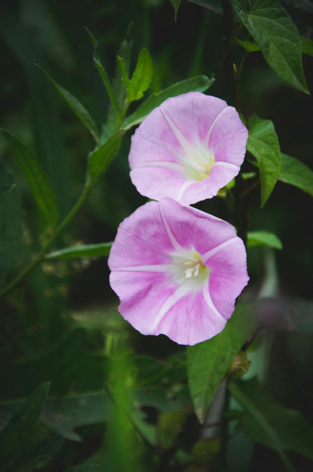 morning glory vibrant blooms