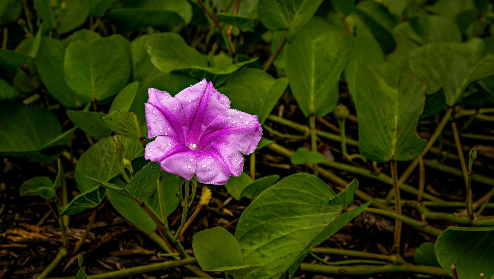 morning glory seeds close-up