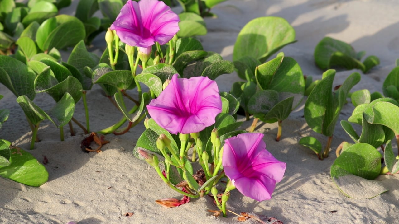 morning glory garden trellis