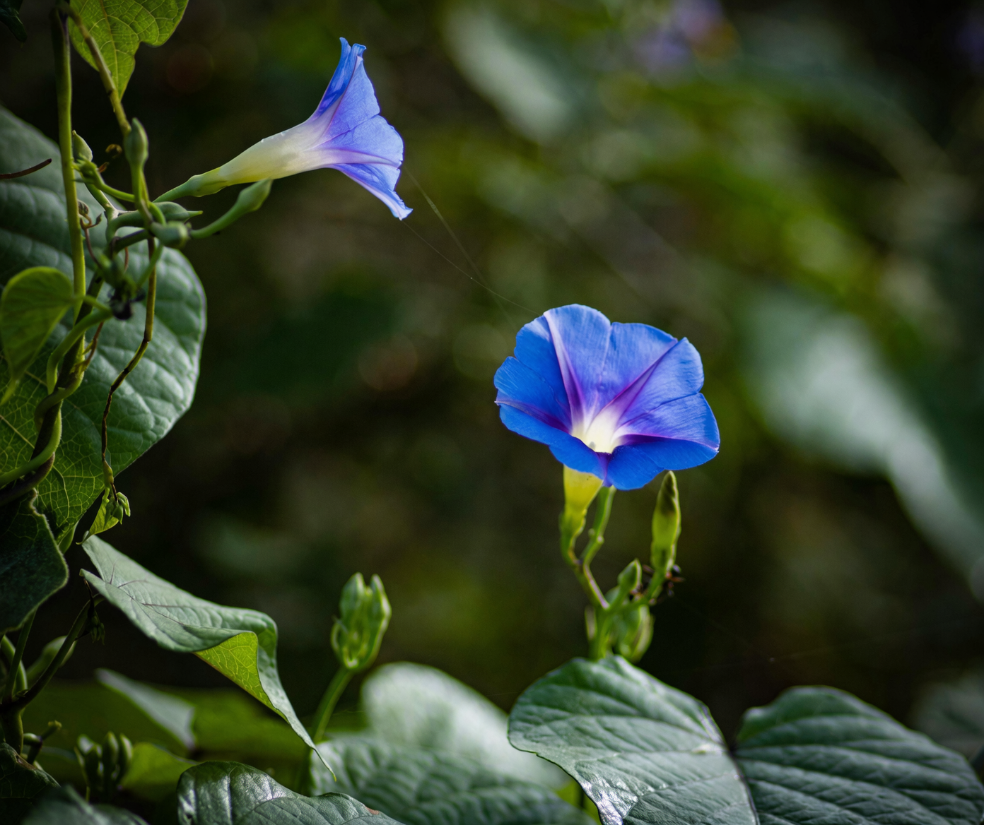 牵牛花家装妙招：如何利用藤蔓装饰你的居室